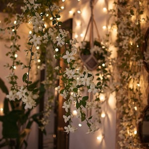 May include: A warm, inviting scene featuring cascading white jasmine flowers and green leaves, illuminated by soft, glowing fairy lights. A macrame plant hanger and a mirror add to the cozy, natural aesthetic.