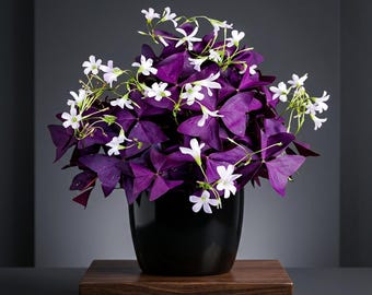 12 bulbi di trifoglio viola – Oxalis Triangularis, bulbi portafortuna per interni ed esterni