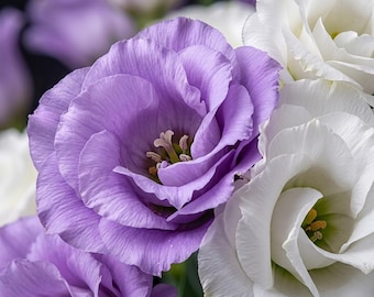 Lisianthus Flower Seeds – Eustoma Grandiflorum Non-GMO Cut Flower Blooms (Wedding Bouquets)
