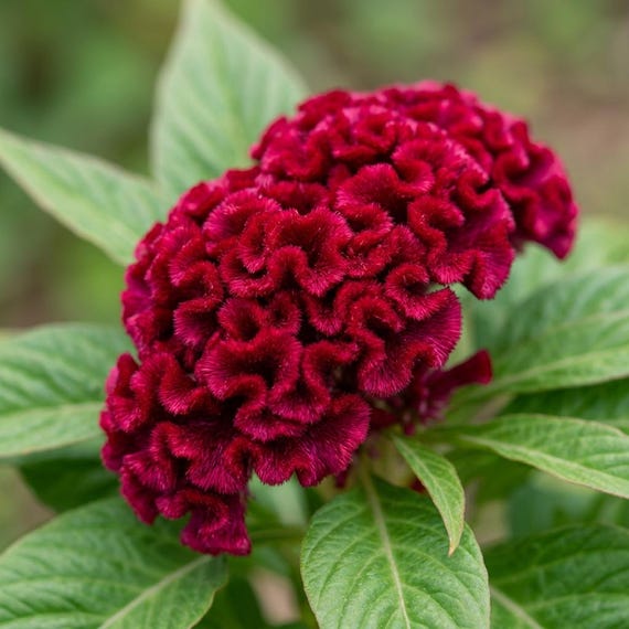 Cockscomb Crested Mix Celosia Seeds, Vibrant Annual Flowers, Heirloom Non-GMO, Garden Beds, Borders, Containers