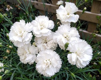 Grenadin White Carnation Seeds – Heirloom Dianthus Caryophyllus for Gardens