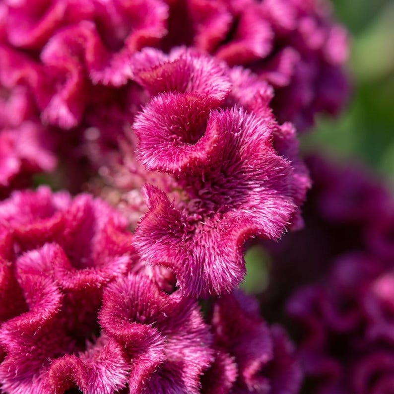 May include: A vibrant magenta cockscomb flower, also known as Celosia cristata, displays a dense, velvety, and brain-like crested structure with intricate, ruffled edges and a deep, saturated pinkish-purple color throughout the entire bloom.