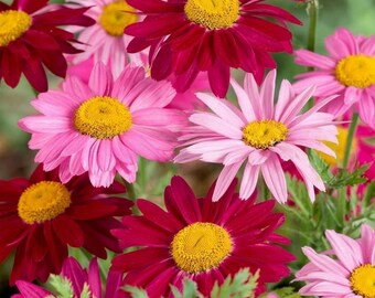 Pyrethrum Tanacetum Seeds – Coccineum Perennial Daisy Flowers for Cottage Gardens