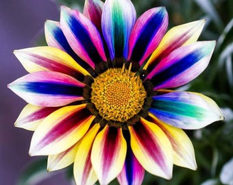 Dwarf Multicolor Sunflower Seeds – Fast Growing Garden Blooms (20 PCS)