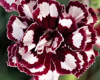 Raspberry Ripple Carnation Seeds – Fragrant Dianthus Perennial Flower Seeds for Cottage & Outdoor Gardens