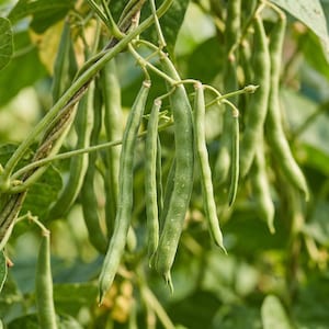 Könnte beinhalten: Nahaufnahme von frischen grünen Bohnen, die an einer Ranke wachsen. Die Bohnen sind lang, schlank und von leuchtend grüner Farbe, wobei einige leichte Unvollkommenheiten aufweisen. Das Bild ist vor einem Hintergrund aus grünen Blättern aufgenommen, was auf eine gesunde Gartenumgebung hindeutet.