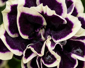 Dwarf Trailing Petunia Seeds – Non-GMO Heirloom Colorful Bloom Mix (Garden, Containers)