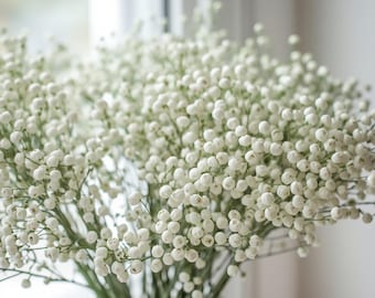 White Baby’s Breath Seeds – Heirloom Annual Flower for Bouquets, Gardens