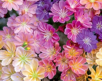 Lewisia Rainbow Mix Seeds – Vibrant Alpine Flowers for Rock Gardens & Containers