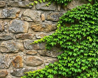Boston Ivy Vine Seeds – Fast Growing Climbing Vine for Walls, Fences & Red Autumn Foliage