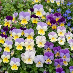 Può includere: Primo piano di una vibrante collezione di viole del pensiero in piena fioritura. I fiori mostrano una gamma di colori, tra cui viola, giallo e bianco. I petali hanno una consistenza vellutata e la disposizione generale è lussureggiante e densa.