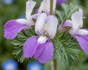 Chinese Houses Wildflower Seeds – Heirloom Collinsia Heterophylla for Butterfly Gardens