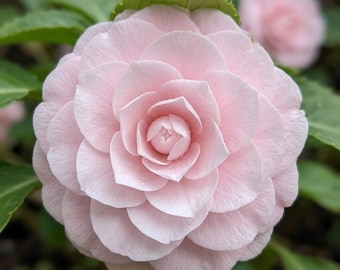 Double Camellia Impatiens Seeds – Mixed Color Shade Flowers for Garden, Pots, Baskets (Non-GMO Heirloom)
