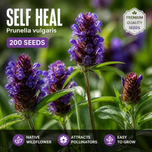 Op de afbeelding: Een verpakking met 200 zaden van de Prunella vulgaris, ook wel Gewone Brunel genoemd, met tekst over de naam, hoeveelheid en premium kwaliteit. De afbeelding toont levendige paarse bloemaren met groene bladeren en labels voor inheemse wilde bloemen.