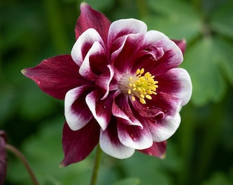 Double Mixed Columbine Seeds – Rare European Aquilegia Perennial Flowers for Cottage & Pollinator Gardens