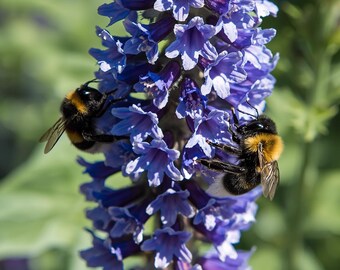 Heirloom Borage Seeds for Planting | 75+ Edible Blue Flowers