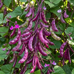 Könnte beinhalten: Nahaufnahme einer Kletterpflanze mit leuchtend violetten Bohnenschoten und zarten rosa Blüten. Die Schoten sind tiefviolett, einige weisen grüne Farbtöne auf. Üppige grüne Blätter bilden einen Hintergrund für die farbenfrohen Bohnen und Blüten.