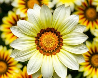 White Daisy Flower Seeds – 20 Bright Yellow & White Blooms for Spring Summer Garden Planting