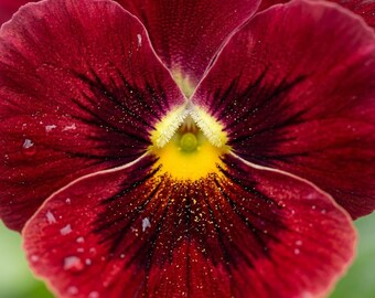 Arkwright Ruby Viola Seeds – Heirloom Cornuta Flower for Gardens