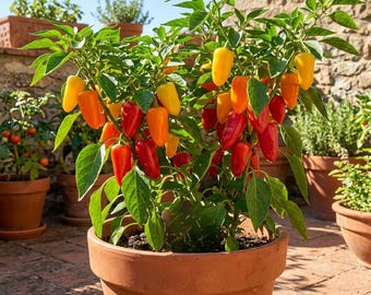 Patio Snack Mix Pepper Seeds – Mini Sweet Heirloom Peppers for Container & Outdoor Vegetable Gardens