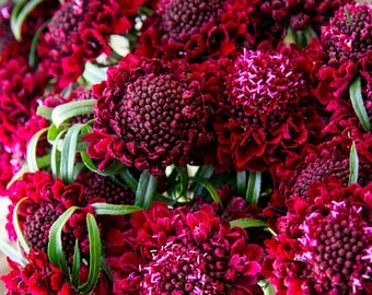 Red Scabiosa Seeds – Pincushion Flower for Cottage Garden, Pollinator Bouquets (10 Non-GMO)