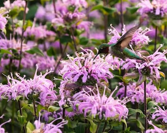 Wild Bergamot Bee Balm Seeds, Native Wildflower for Pollinator Gardens