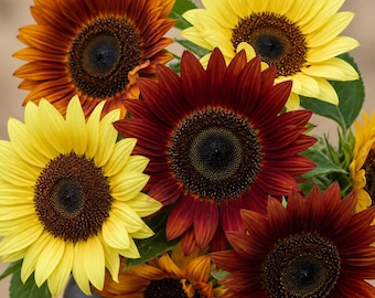 Heirloom Sunset Blend Sunflower Seeds | 750 Mixed Autumn Colors, Velvet Queen, Chocolate Cherry Seeds