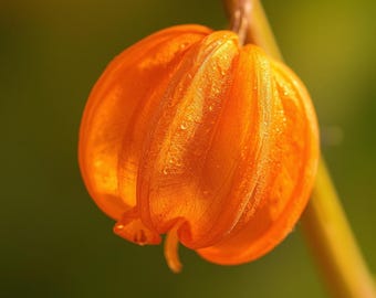 Chinese Lantern Seeds, Physalis alkekengi Heirloom, Orange Ornamental Pods, Fall Garden (400 Seeds)