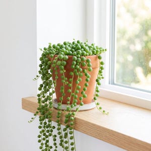 Op de afbeelding: Een terracotta pot gevuld met een String of Pearls plant. De plant heeft trapsgewijze strengen van kleine, ronde, groene bladeren. De pot staat op een houten plank bij een raam, met natuurlijk licht dat de scène verlicht.