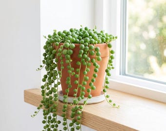 String of Pearls Succulent – Trailing Plant, Hanging Decor, 2-inch Pot