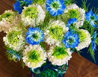 Pincushion Flower Seeds – Heirloom Perennial for Cottage Garden, Pollinator Planting