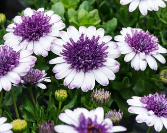 White Cape Daisy Seeds – Osteospermum Eklonis Perennial Flower Seeds for Outdoor Garden Planting
