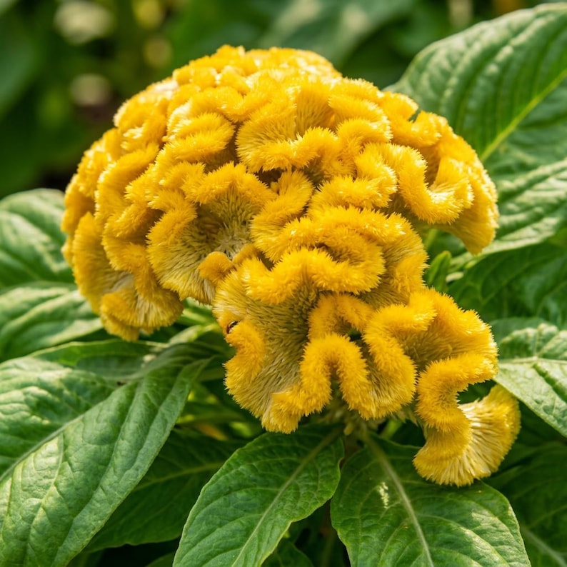 May include: A vibrant yellow cockscomb flower, also known as Celosia cristata, displays a dense, brain-like, velvety texture with intricate, ruffled folds. The flower head is surrounded by large, deep green, veined leaves with a pointed shape.