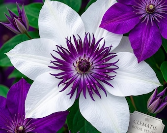 White & Purple Clematis Flower Seeds: Perennial Climbing Vine for Gardens