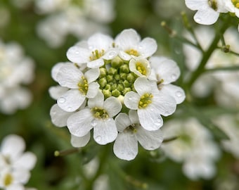 White Sweet Alyssum Seeds – Fragrant Ground Cover Flower Seeds for Pollinator & Outdoor Gardens