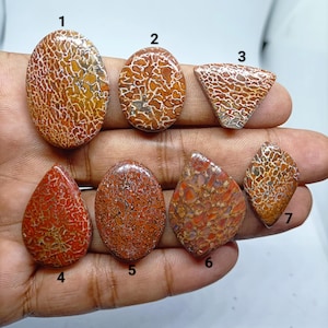May include: Seven polished, cabochon-cut dinosaur bone gemstones in various shapes, including ovals, a triangle, a teardrop, and a diamond. Each stone features a distinct, intricate, reddish-brown and tan cellular pattern, labeled with numbers 1 through 7.