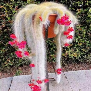 May include: A trailing cactus with long, pale, hair-like spines cascading from a terracotta-colored pot. The plant features multiple vibrant, bright pink flowers blooming along its stems, creating a striking contrast against the light-colored foliage.