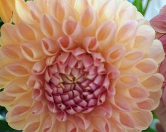 Clearview Peachy Dahlia Tuber