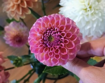 Caitlyn's Joy Dahlia Tuber