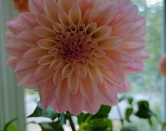 Coralie Dahlia Tuber