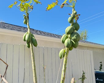 Árbol de papaya #árbol #fresco #papaya #verde #naranja #jardín