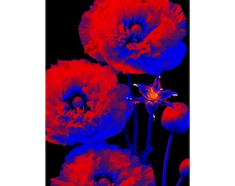 Neon Poppy Flowers Rolled Poster | Red Blue Floral Wall Art