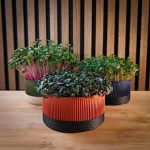 Pode incluir: Três pequenos vasos coloridos cheios de microgreens. Os vasos são laranja, verde e azul marinho com bases pretas. Os microgreens têm caules e folhas verdes e roxas. O fundo é uma parede de madeira.