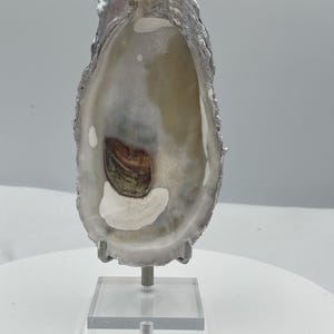 Multi-use Gulf Silver Oyster Shell Ring Dish – Unique Art Display