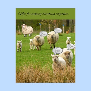 Könnte beinhalten: Eine Illustration von Schafen auf einer grünen Wiese, mit Sprechblasen mit "Baa". Der Text "Not forsaking bleating together" steht oben. Der Hintergrund ist hellblau.