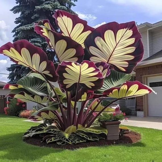 220 Mixed Rare Hosta Seeds Perennial Shade Garden Foliage Plants Outdoor
