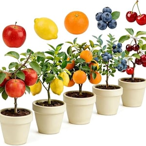 May include: A selection of miniature fruit trees in white pots, featuring apples, lemons, oranges, blueberries, and cherries. Each tree bears ripe fruit, presenting a colourful array of textures. The image showcases the variety of homegrown produce.