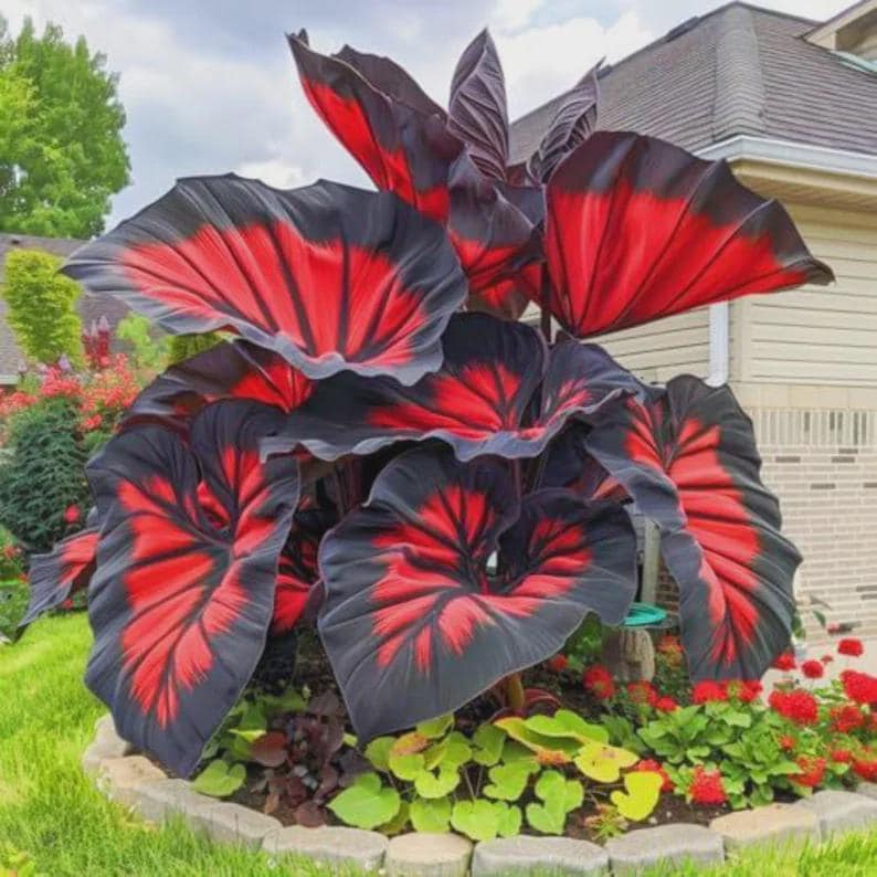 Colocasia Gigantea Thai Giant Elephant Ear Bulbs Huge Taro Leaf