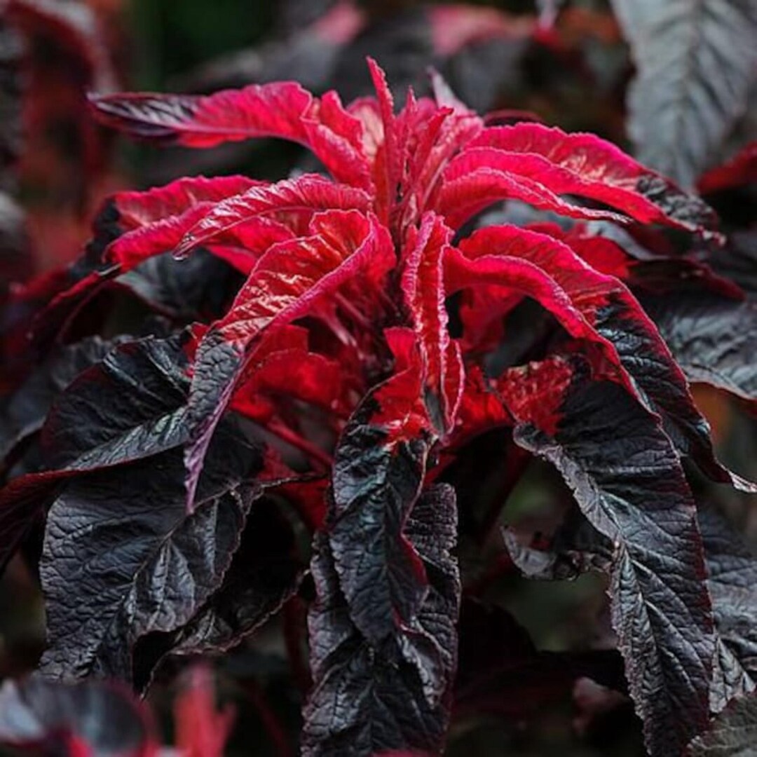 5000 Early Splendor Amaranthus Seeds Colorful Drought Tolerant Garden ...