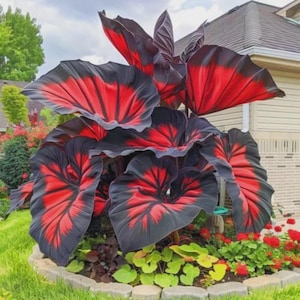Red Elephant Ear - Etsy